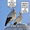 Co ci przyszło do łba