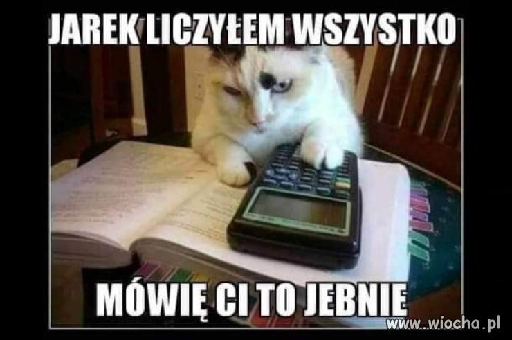 Już nawet kot jest mądrzejszy