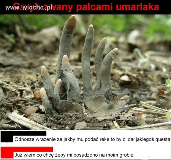 Idealna ozdoba