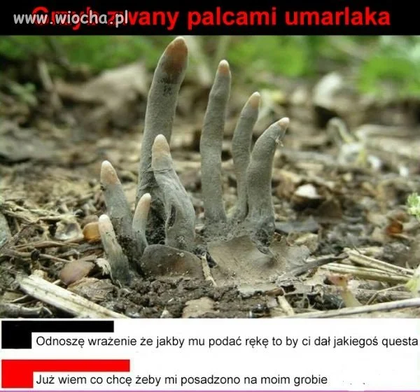 Idealna ozdoba