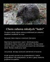 Po prostu brak słów