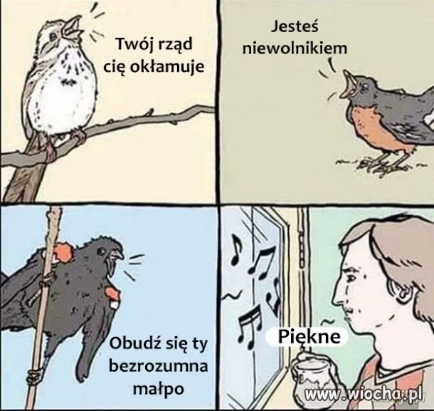 Śpiew ptaków 