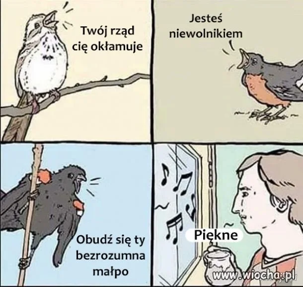 Śpiew ptaków 