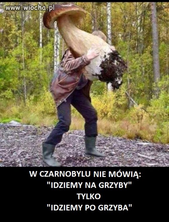 Sezon grzybowy w Czarnobylu
