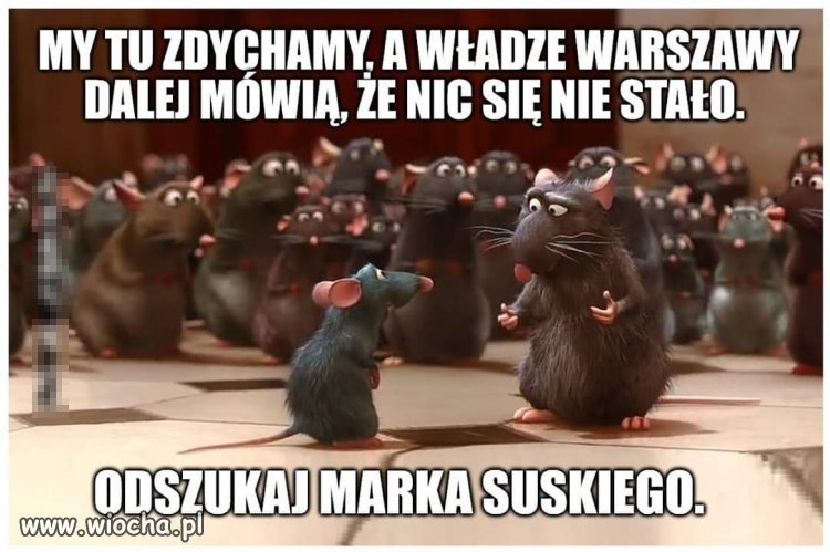 Poszukiwania