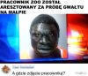 Łączymy się w bólu z pokrzywdzoną małpą