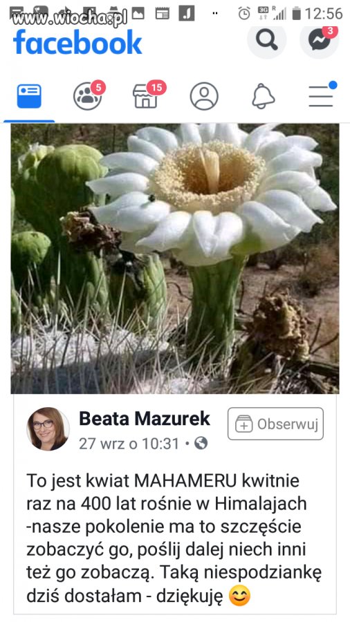 Niech kobita