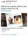 Jednorożec