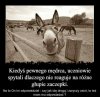 Tyle w temacie