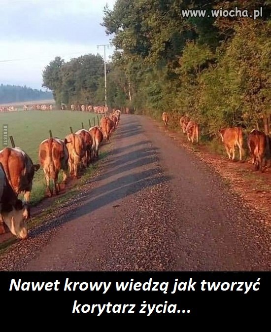 Korytarz życia
