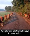 Korytarz życia