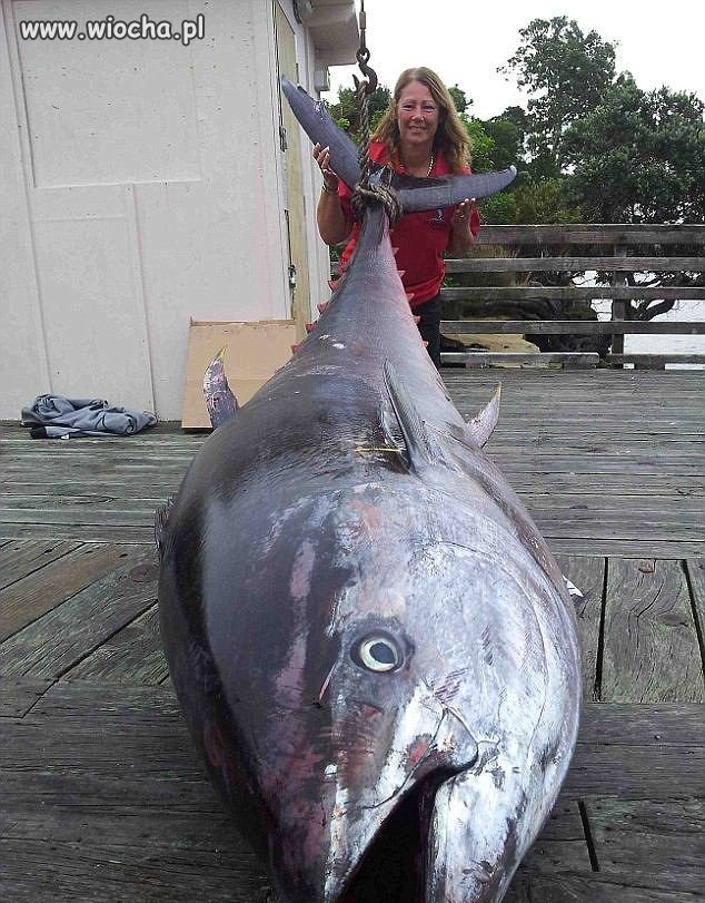 Rekordowy tuńczyk ponad 400 kg
