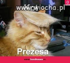 Kot prezesa