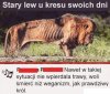 Prawdziwy król