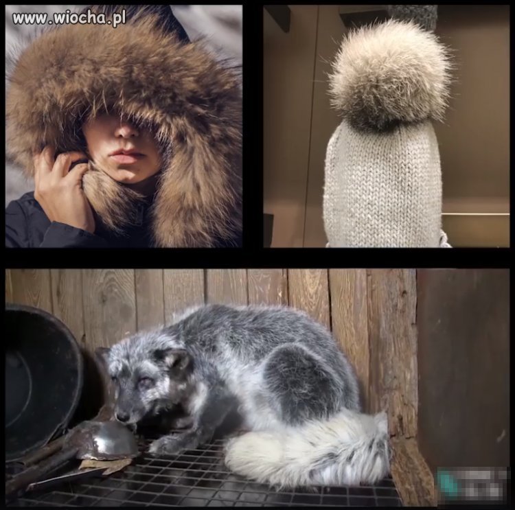Szkoda mi tych zwierząt