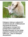 A wy warszawskie cieniasy to jakie macie imprezy?