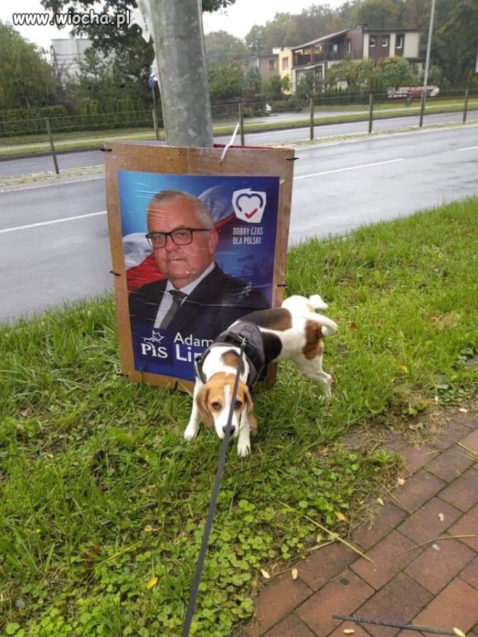 I ty mi pieseł zaimponowałeś