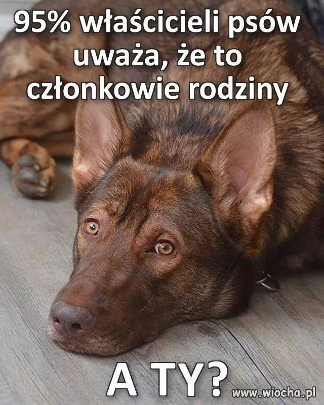 Ja mam kota, ale popieram