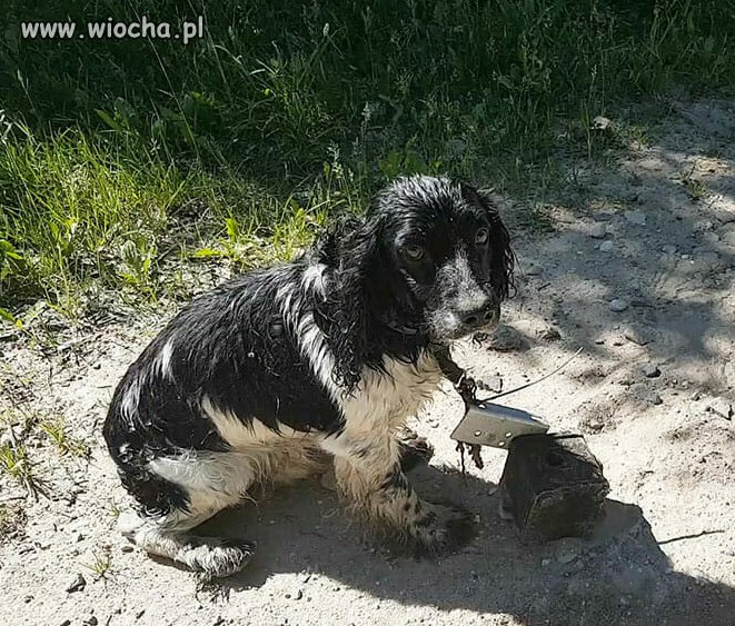 Zwyrodnialec wrzucił psa do rzeki