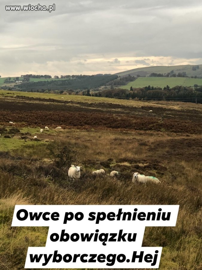 Wybory i po wyborach