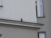Ekologiczne zabezpieczenie przeciwko gołębiom