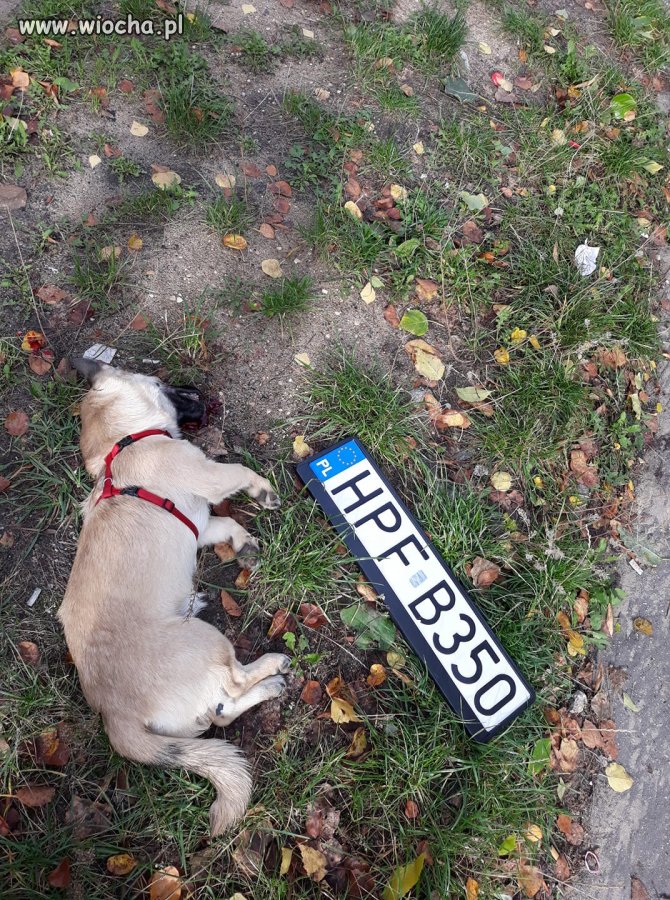 Policjanci potrącili psa
