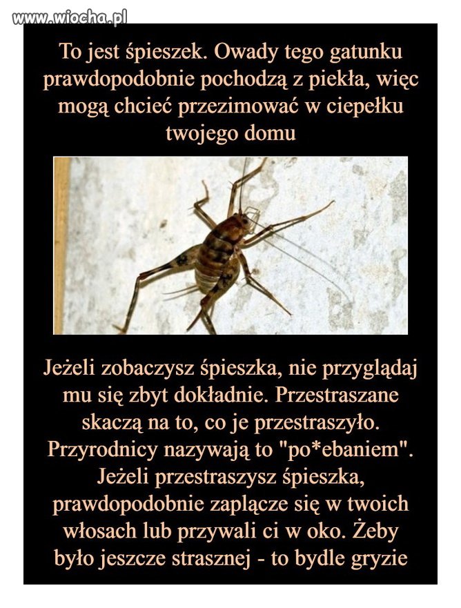 Najpierw azjatyckie biedronki, a teraz to...