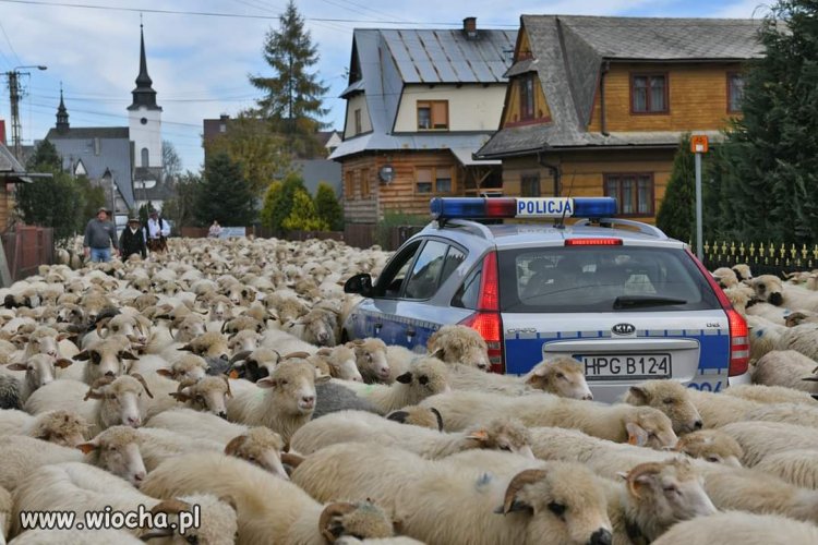 Patrol Policji 