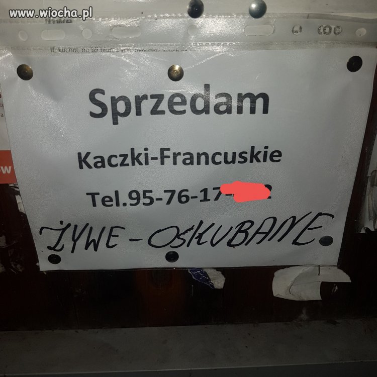 Żywcem skubane
