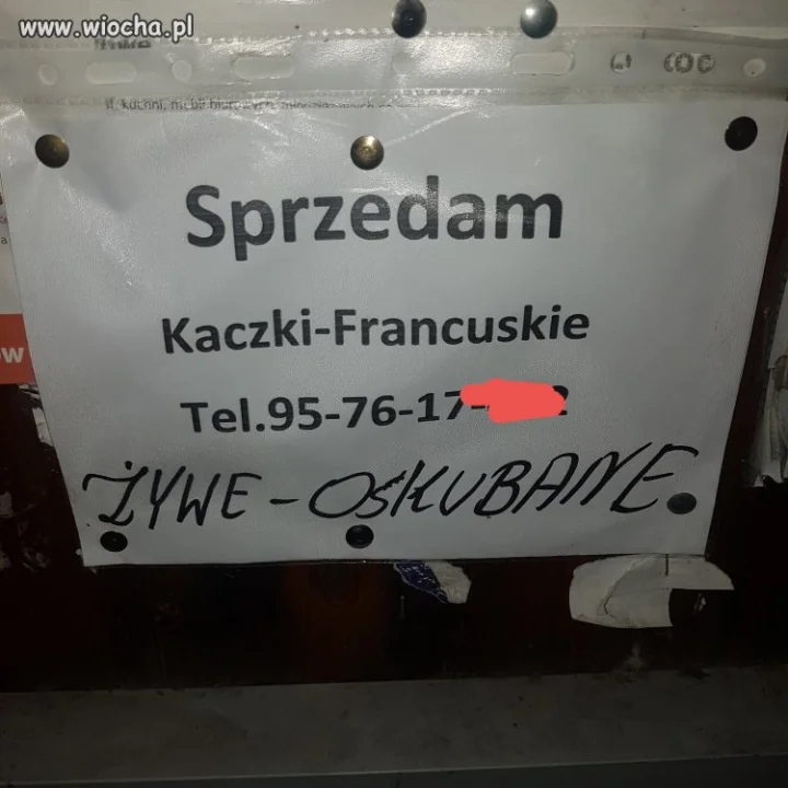 Żywcem skubane