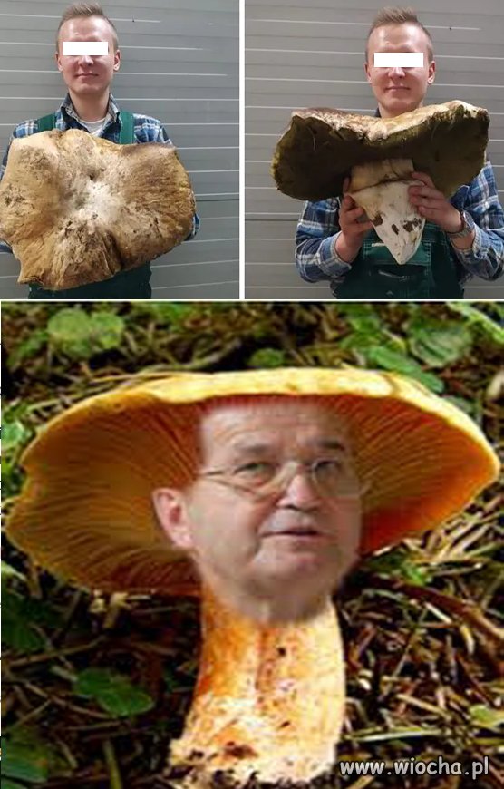 Koleś pochwalił się znalezionym grzybem