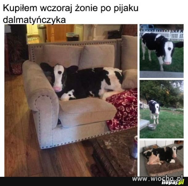Heheszki