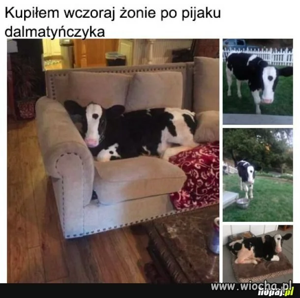Heheszki