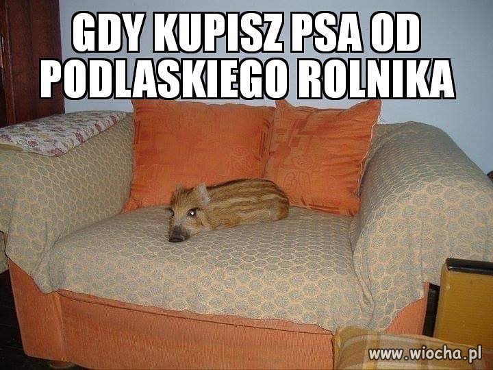 Nie, żebym miał coś do Podlasia...