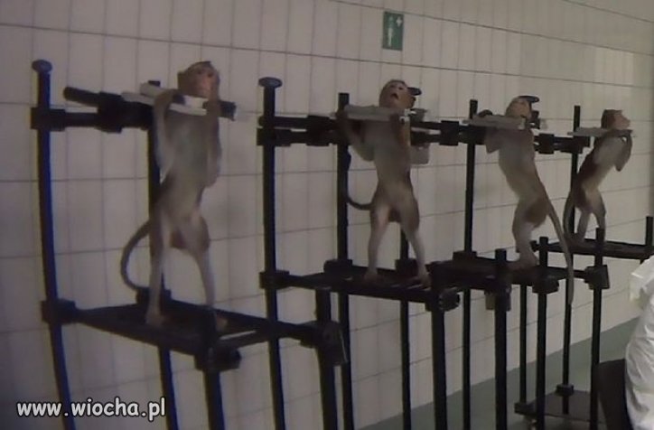 Małpy krzyczące z bólu w niemieckim laboratorium