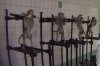 Małpy krzyczące z bólu w niemieckim laboratorium