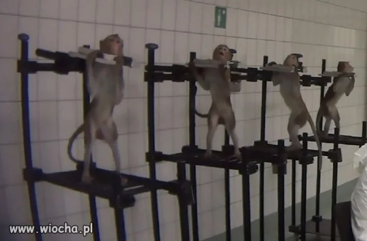 Małpy krzyczące z bólu w niemieckim laboratorium
