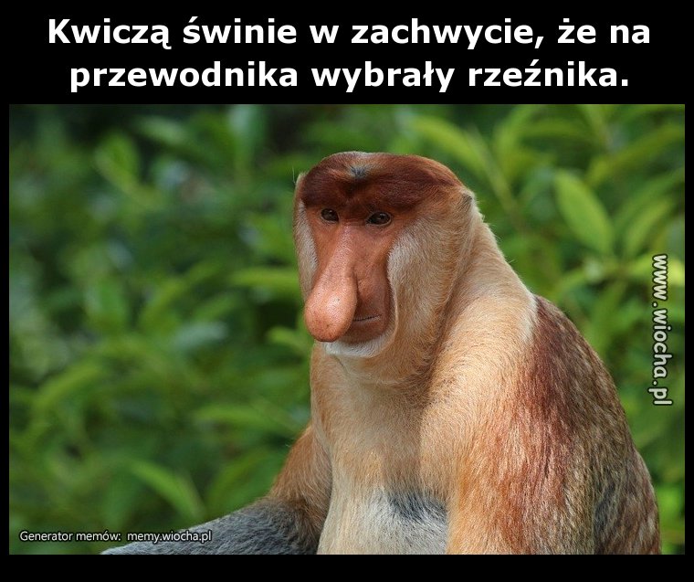 Kwiczą świnie w zachwycie, że na przewodnika