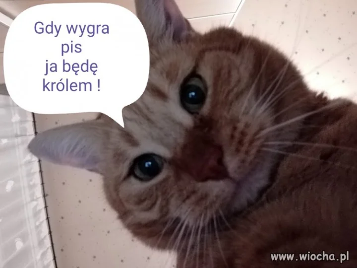 On może być królem zwierząt po 13.10.2019 r.