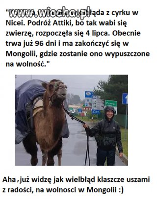 Kobieta wykupiła wielbłąda ...