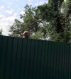 Dojdę tędy na Nowogrpdzką?
