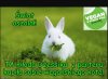 Vege Sierściuch!
