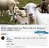 Humor