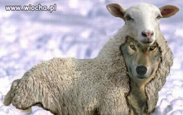 Mniej więcej tak wygląda pis