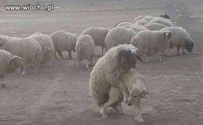 Nosił wilk(pies)razy kilka ...