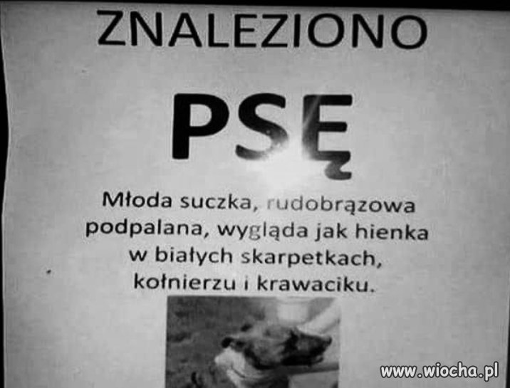 Znaleziono psę