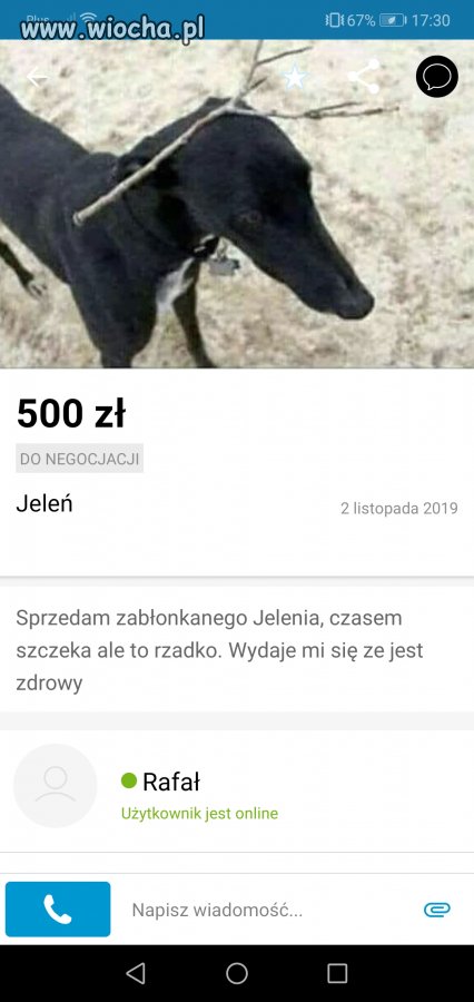 Olx jeleń