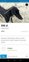 Olx jeleń