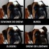 Przyjaciel
