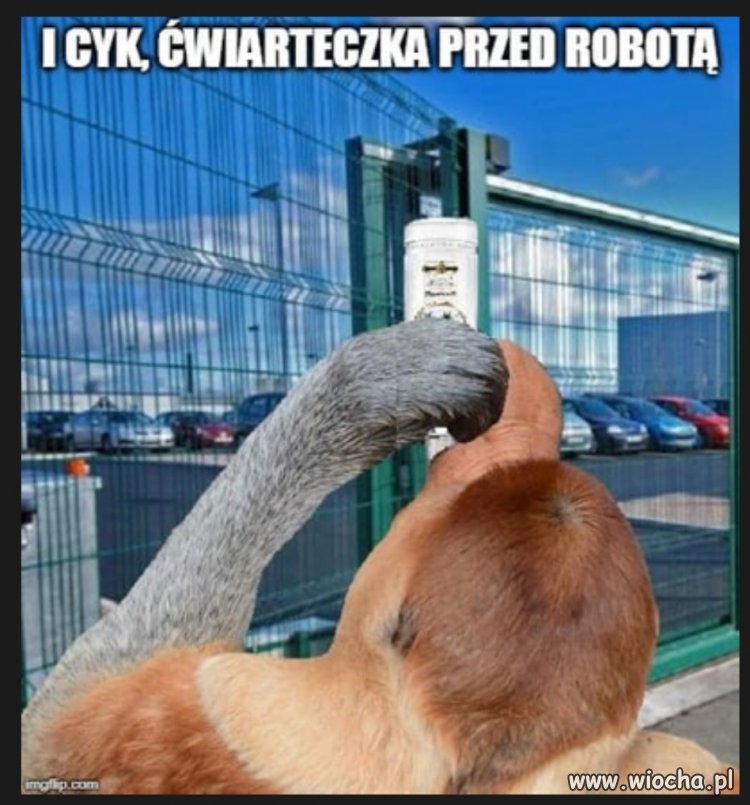 Cyk przed robotą 